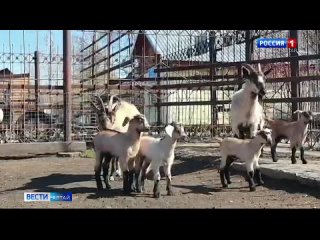 В зоопарке Барнаула стало на четыре козлёнка больше.