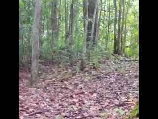 Видео от Животные Приколисты