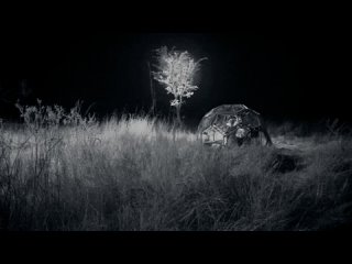 Ночная встреча со львом - Хищники крупным планом с Джоэлом Ламбертом