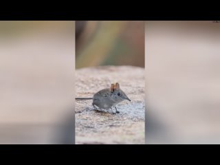 Слоновые землеройки (англ. elephant shrew), прыгунчики — мелкие африканские насекомоядные животные м
