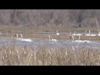 Лебеди в Бавлинском районе Татарстана