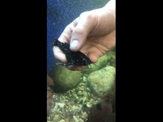 Видео от Зоомаркет & обслуживание аквариумов