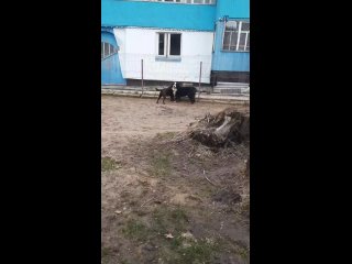 Video by Передержка животных в Сыктывкаре. Илай