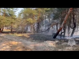 Спасатели МЧС России по Херсонской области ликвидировали природный пожар в Алешкинском округе