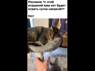 Реклама: *с этой игрушкой ваш кот будет играть сутки напролёт*
Кот: