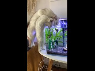 Видео от Котики теплые животики