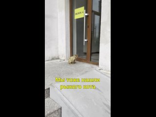 🇬🇧Бездомный Подобрал Кота и Разбогател🐱