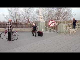 Собака-запевака на Набережной в Оренбурге
