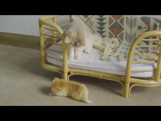 Котенок Пудинг играет со своей сестрой, когда мама-кошка рядом