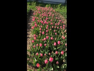 Видео от Салон цветов Флоранж. Цветы в Пскове. Доставка