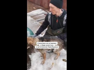 Люди спасают животных в затопленном Оренбуржье