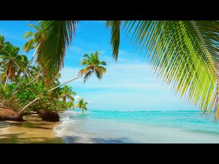 15 Minutes Meditation. 4k Palm Forest on the Beach. Ocean Waves, Nature Sounds,
