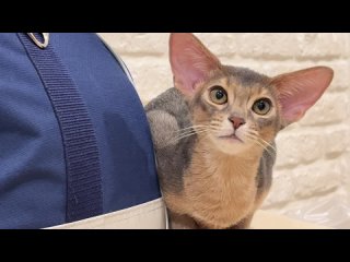 Абиссинская кошка голубого окраса современный американский тип
