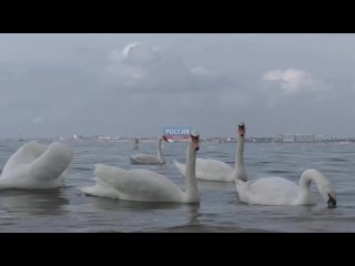 Лебеди свои выходные проводят на море