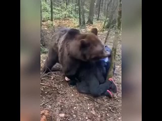 Медведь напал на мужчин