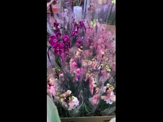 Video by Красивые орхидеи для Вас