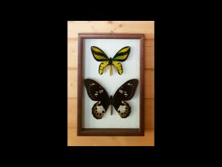 Ornithoptera tithonus. Пара в рамке