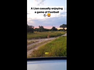 Лев наблюдает за футбольным матчем в ЮАР.
