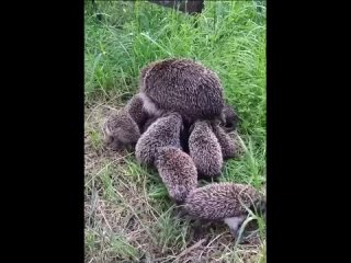 Видео от Удивительные Животные