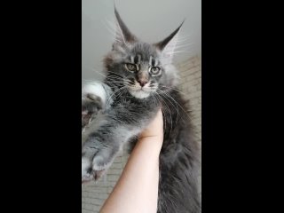 Video by Victoria Sochi питомник кошек породы Мейн-кун