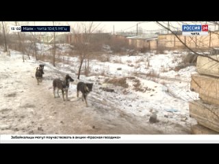 Отлов бродячих собак, ремонт дворов и пожары. Какие вопросы обсудили в администрации Читы