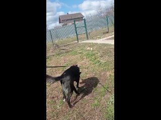 Видео от АНО “Приют для животных“КотоПёс“