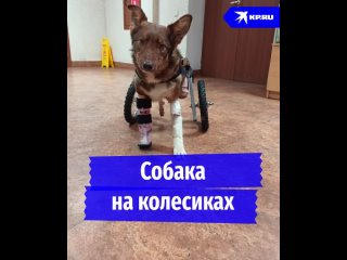 Собака на колесиках