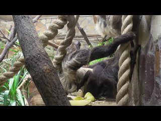 Наш ответ Катюше: в Ленинградском зоопарке родился малыш-ленивец. Посмотрите, какой он милый
