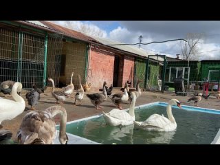 Видео от Приют диких животных “СПАСИ МЕНЯ“, Челябинск