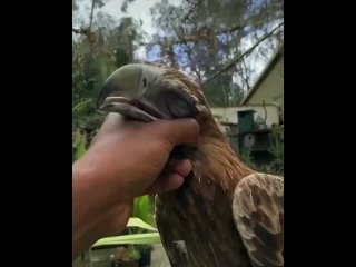 Степной орел (лат. Aquila nipalensis)