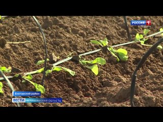 Первый урожай капусты фермеры из Енотаевского района соберут уже в мае. А в конце июня начнется сбор томатов. Чтобы уложиться в