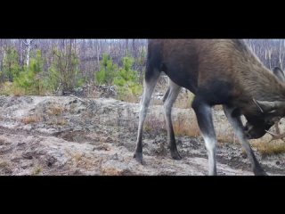 Сегодня на камеру мордовского заповедника попали лоси - две особи решили выяснить кто сильнее