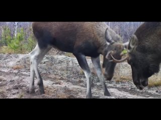 Камера в Мордовском заповеднике сняла бодающихся молодых лосей