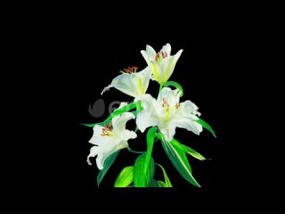 white-lilies-blossom-timelapse-with-alpha-channel