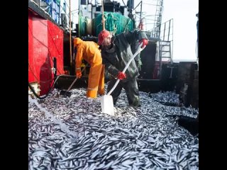 20 тонн кильки за рейс: рабочие сутки рыбодобытчика