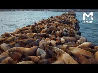 Видео, к которому хочется прикоснуться, — огромный, нескончаемый ковёр из сивучей в Невельске.  Несколько тысяч тюленей + квадро