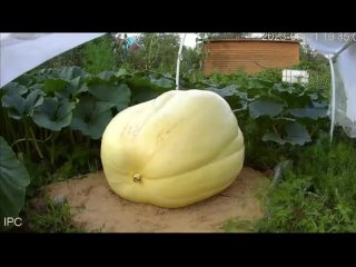 Ускоренный рост тыквы 501 кг _ 1104 lb Giant Pumpkin Timelapse