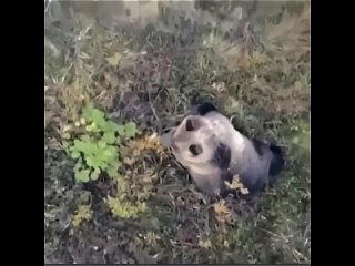 Невероятное спасение: собака среди медведей на Камчатке
