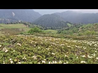 Прекрасная природа Сочи 😍 (видео)