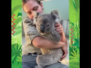 🐨 ВСЕ ЖИВОТНЫЕ ЛЮБЯТ ЛАСКУ. Милое видео с потешной коалой.