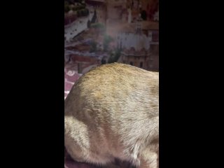 Видео от OriGun Fly-питомник ориентальных кошек