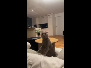 Video by Что не так с моим котом?
