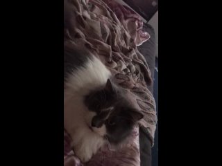Video by Бездомные кошки Санкт-Петербург SOS