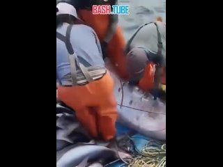 🇵🇪 Рыбаки поймали сельдяного короля у берегов пляжа Ломас в Арекипе, Перу