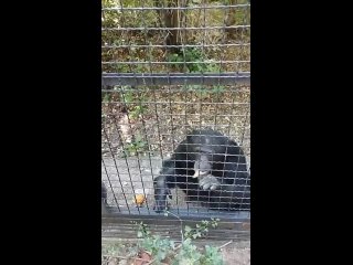 Вот так смышленый парень - шимпанзе  Тайган