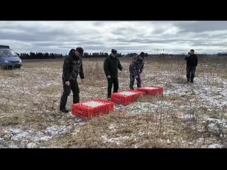 Под Санкт-Петербургом выпустили в природу 300 краснокнижных птиц