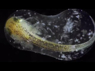 See a Salamander Grow From a Single Cell in this Incredible Time-lapse _ Short Film Showcase-720p-().mp4