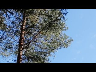 Видео от Гостевой дом “Сосновый двор“ - “Mänty piha“