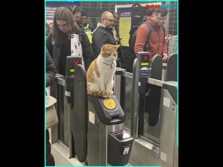 Котик на турникете в метро
