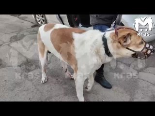 Полицейские передали материалы проверки по делу Сармата в краевой ветнадзор